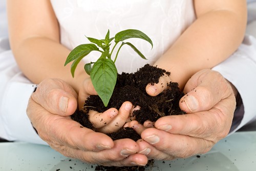 A close up of hands of an adult holding a childs hands with a green plant in some soil.