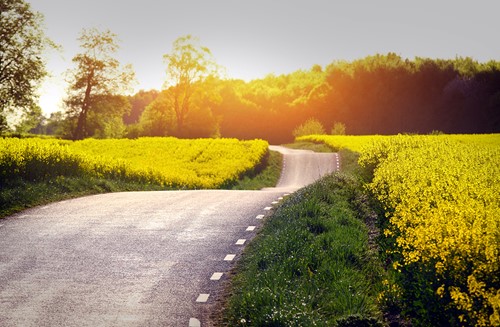 En landsväg som delar gula rapsfält i soluppgången.