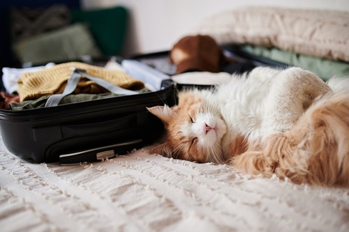 A suitcase full of clothes placed on bed with a white bedcover and a red and white cat laying by it.