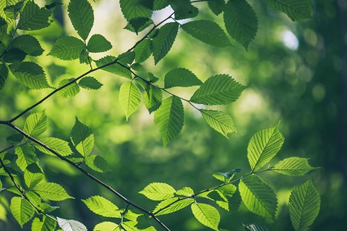 A close up of trees with green leaves in the sun.